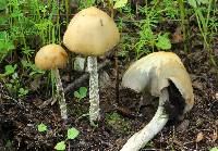 Psilocybe zapotecorum image