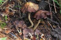 Psilocybe zapotecorum image