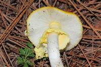 Amanita flavoconia image