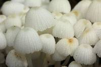 Coprinellus disseminatus image