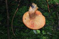 Lactarius salmonicolor image