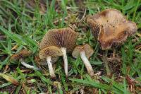 Psilocybe cyanescens image