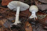 Amanita pantherina image