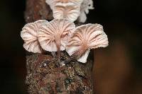 Hemimycena candida image