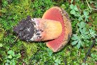 Boletus subvelutipes image