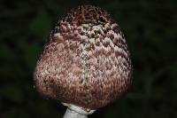 Agaricus subrutilescens image