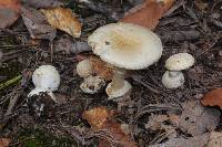 Amanita pantherina image