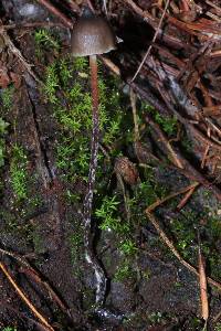 Psilocybe neoxalapensis image