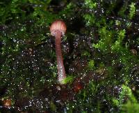 Mycena singeri image