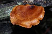 Polyporus leptocephalus image