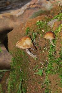 Psilocybe zapotecorum image