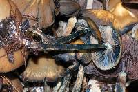 Psilocybe zapotecorum image