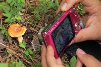 Lactarius vinaceorufescens image