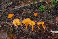 Cantharellus minor image