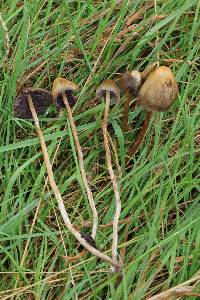 Psilocybe semilanceata image