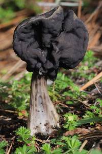 Helvella lacunosa image