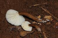 Lactarius gerardii image