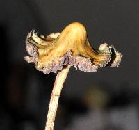 Psilocybe semilanceata image