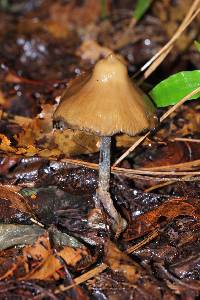 Psilocybe zapotecorum image