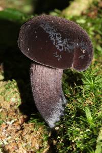 Tylopilus alboater image