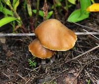 Psilocybe caerulescens image