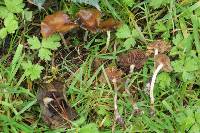 Psilocybe cyanescens image