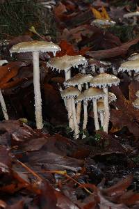 Stropharia ambigua image