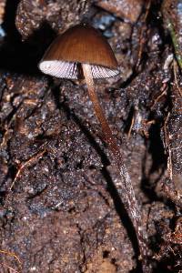 Psilocybe neoxalapensis image