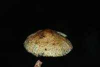 Lepiota trichroma image