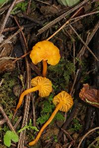 Cantharellus minor image