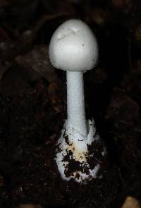 Amanita bisporigera image