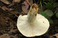 Lactarius piperatus image