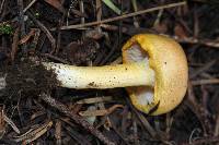 Hygrophorus chrysodon image