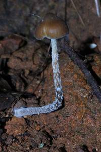 Psilocybe zapotecorum image