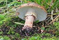 Amanita rubescens image