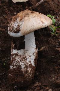 Amanita fallax image