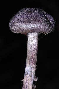 Cortinarius violaceus image