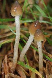 Psilocybe semilanceata image