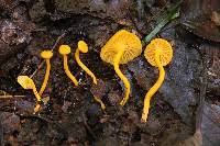 Cantharellus minor image