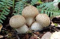 Lycoperdon perlatum image