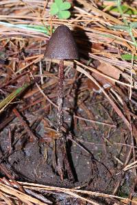 Psilocybe neoxalapensis image