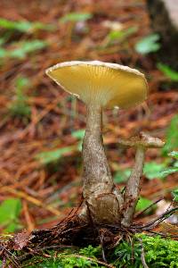 Ampulloclitocybe clavipes image