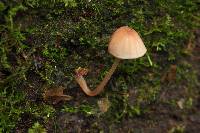 Mycena singeri image