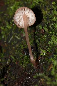 Mycena singeri image