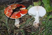 Amanita muscaria subsp. flavivolvata image