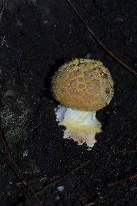 Amanita flavoconia image