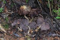 Psilocybe zapotecorum image