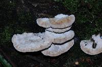 Trametes gibbosa image