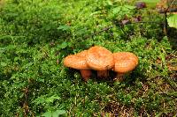 Lactarius salmonicolor image