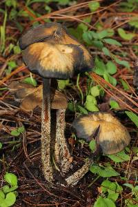 Psilocybe zapotecorum image